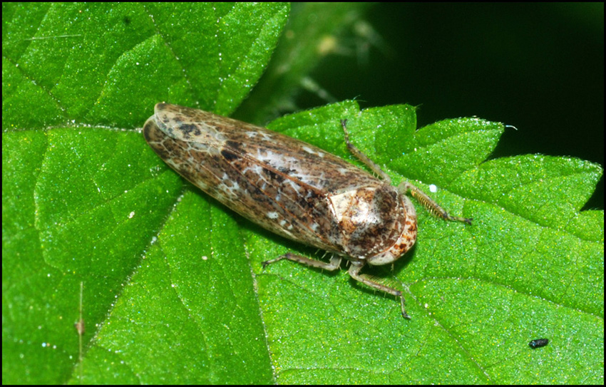 cicadella: Allygidius sp.